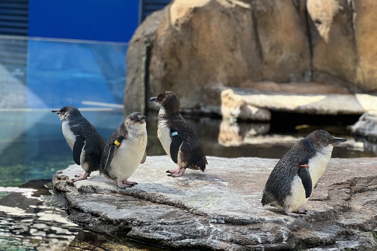 Birch Aquarium - Gallery Image 3